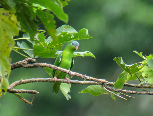 Amazonian Parrotlet