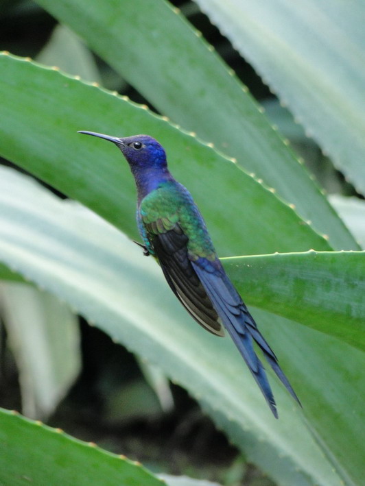 226b Crisp UNC P Beautiful- Swallow Tailed Hummingbird Brazil 500 Cruzeiros