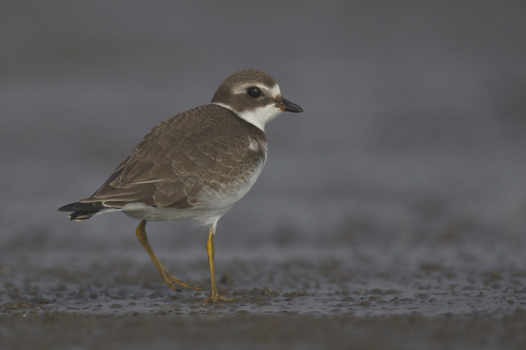 Semipalmated Plover (juvenile)