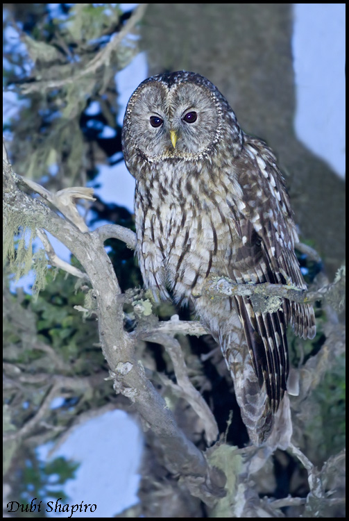 Sichuan Owl (Strix davidi)
