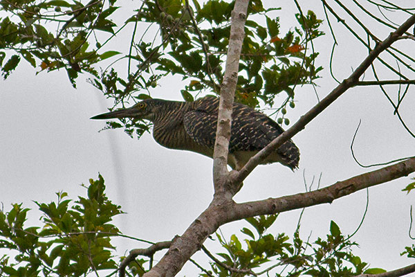 Forest Bittern