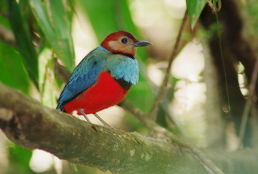 Red-bellied PItta