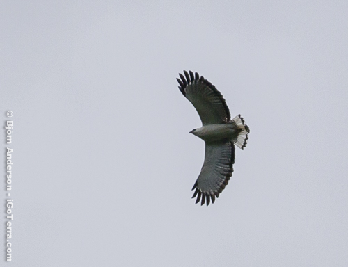 White-necked Hawk