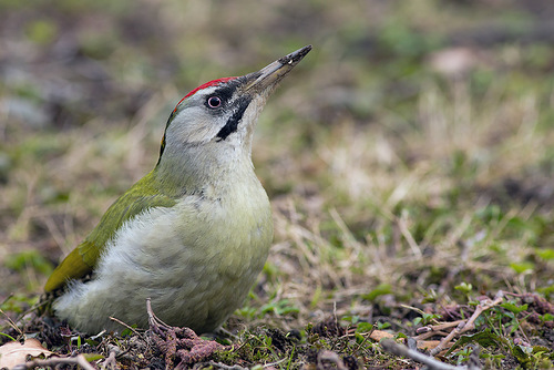 Green / Grey-headed Woodpecker