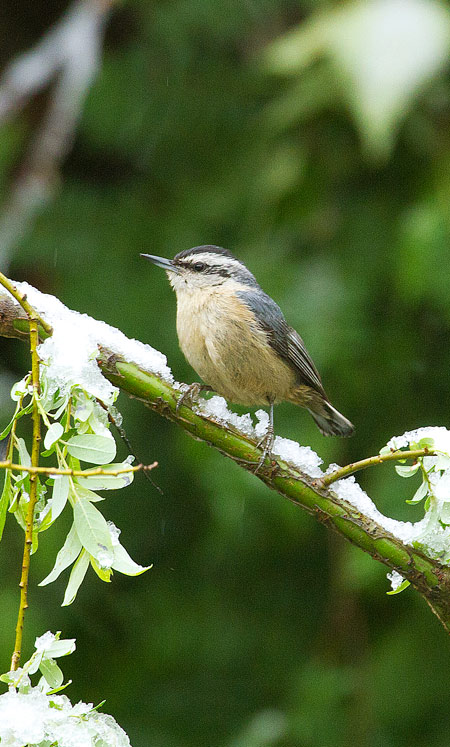 Chinese Nuthatch