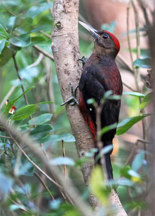 Okinawa (Pryer's) Woodpecker