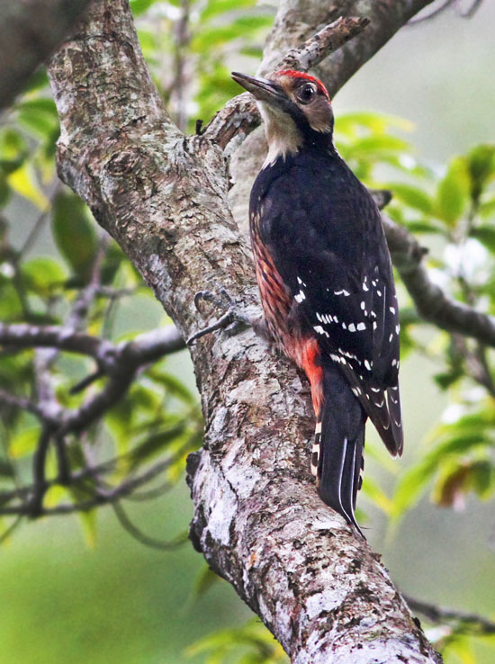 White-backed (Owston's) Woodpecker
