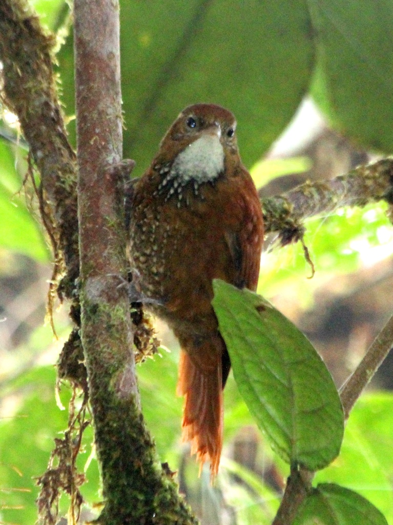 Fulvous-dotted Treerunner