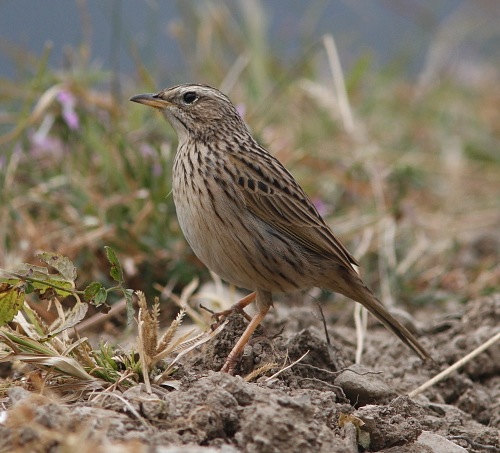 Upland Pipit