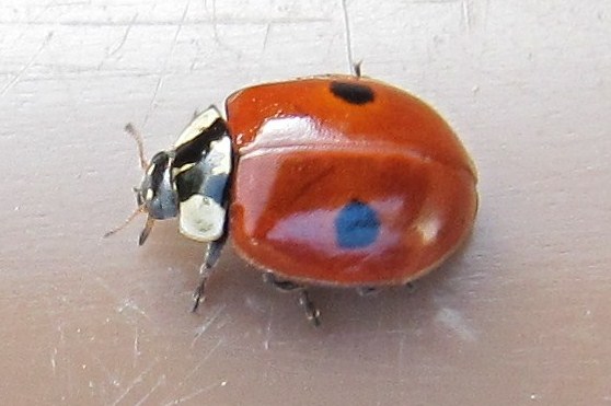 2-spot Ladybird