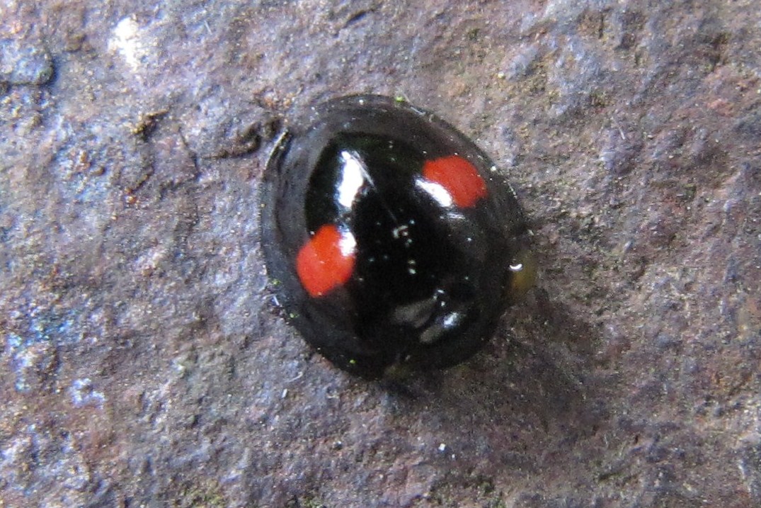 Kidney-spot Ladybird