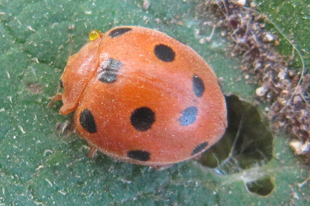 bryony ladybird