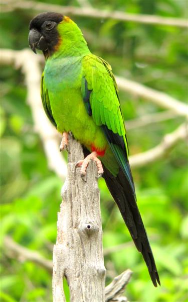 Nanday Parakeet - Nandayus nenday