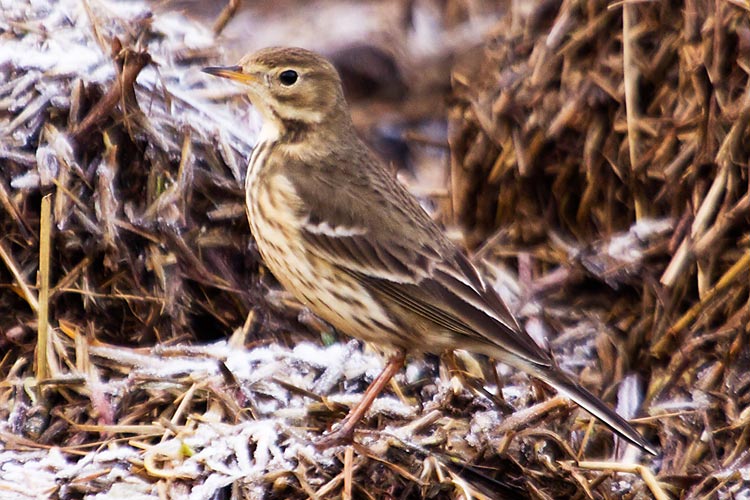 american buff-bellied pipit