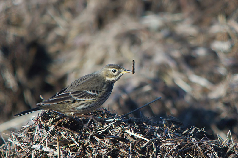 Buff-bellied Pipit (Anthus rubescens) 