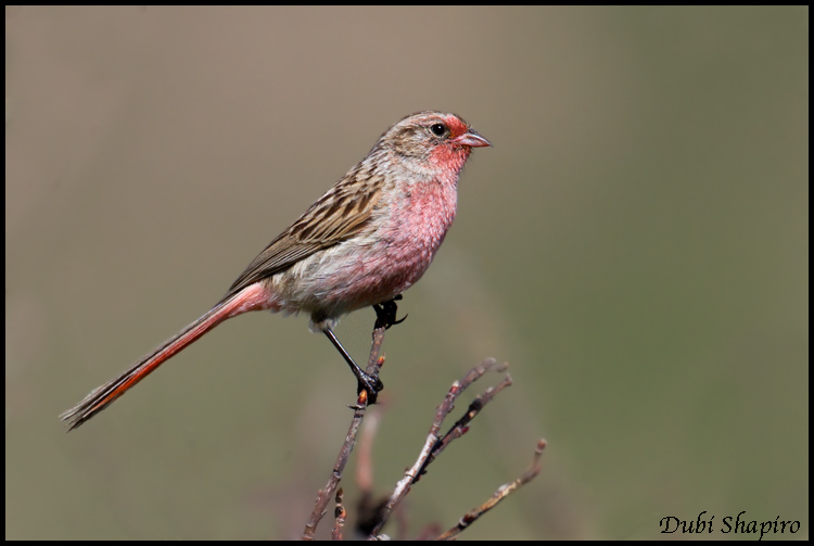 Pink-tailed Rosefinch ( Urocynchramus pylzowi)