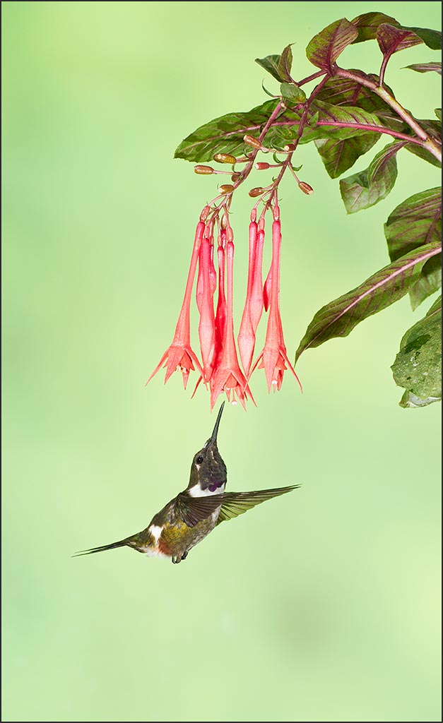 Purple-throated Woodstar Hummingbird