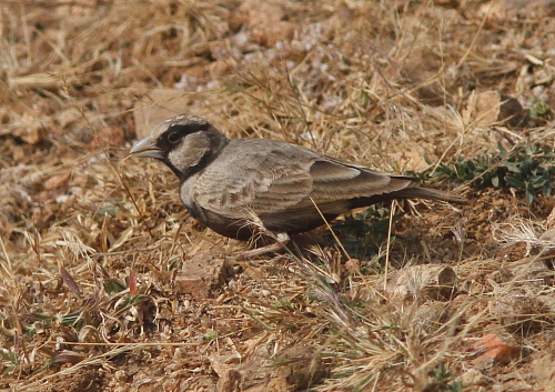 Ashy-crowned Sparrow-lark 