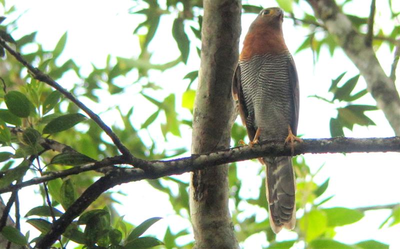 Barred Forest-Falcon - Micrastur ruficollis