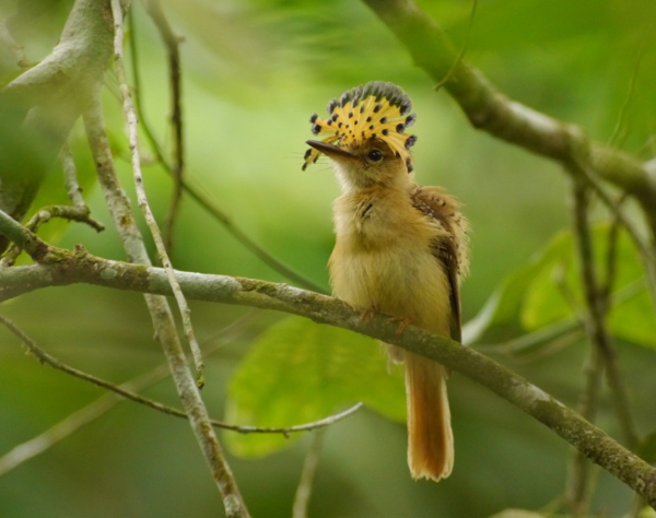 Pacific Royal Flycatcher