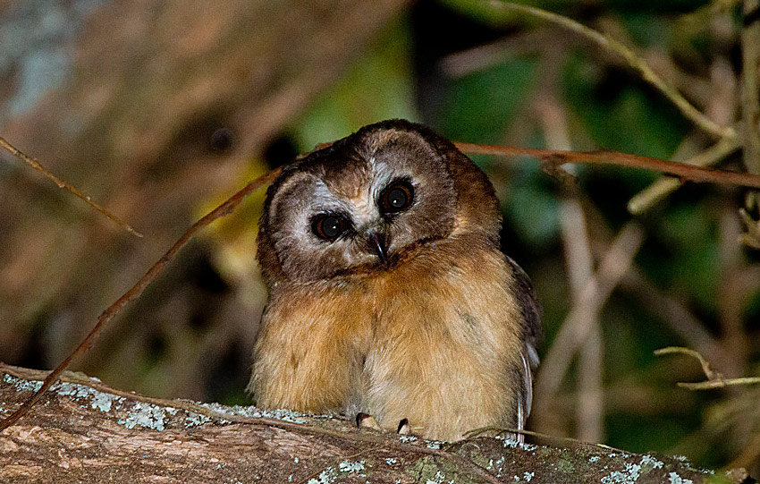 Unspotted Saw-Whet Owl