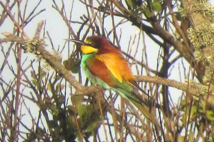 BEE-EATER