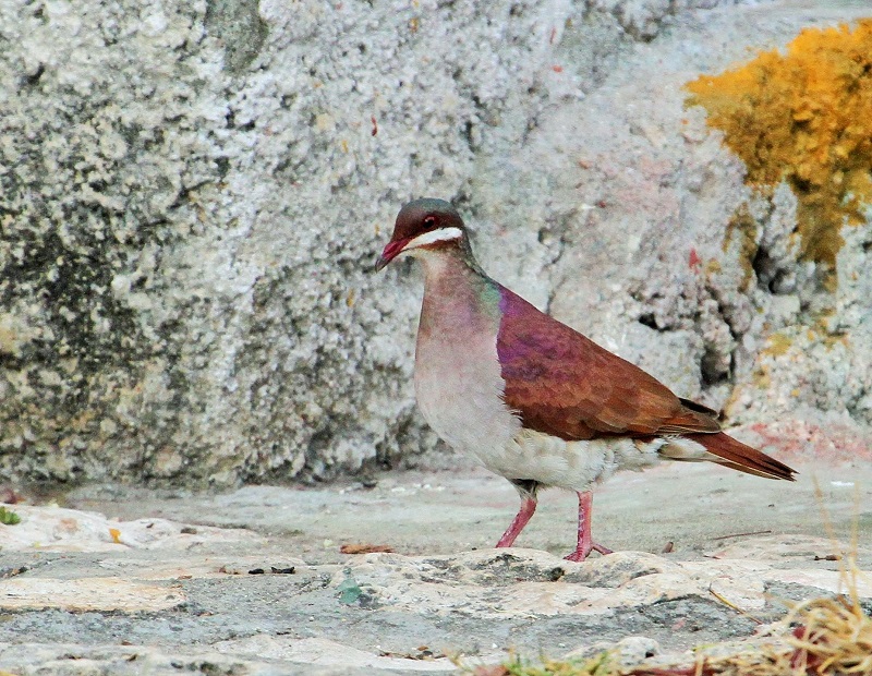 Key West Quail-dove
