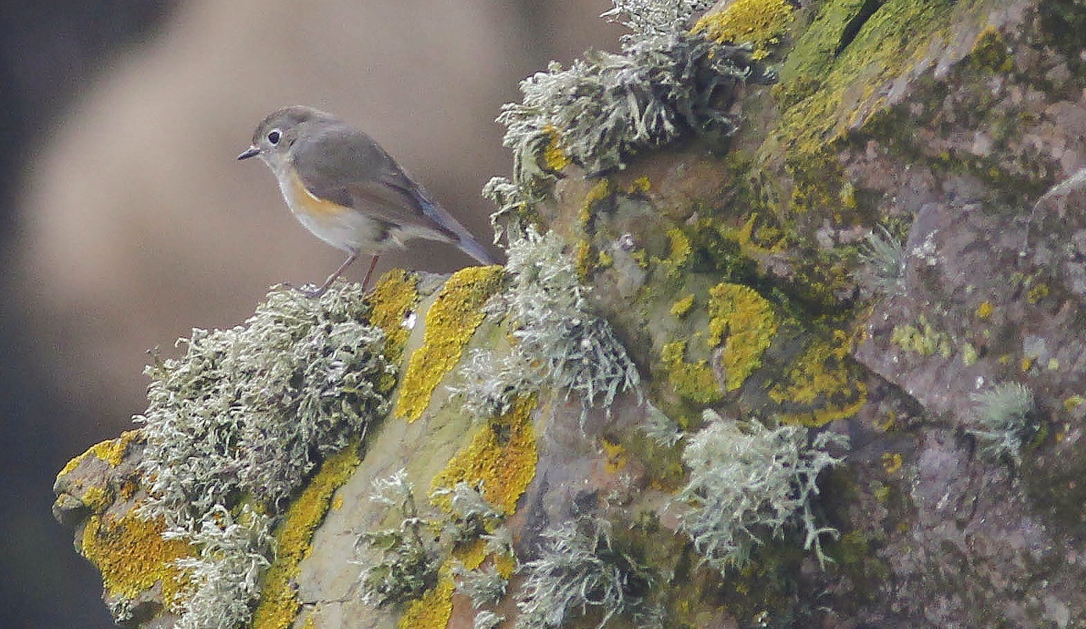 Red Flanked Bluetail.