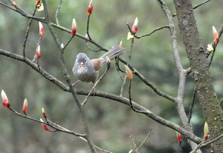Grey-Hooded Parrotbill