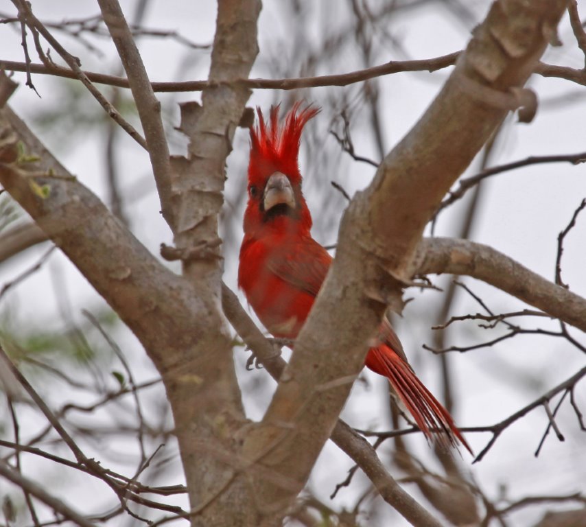 Vermilion Cardinal