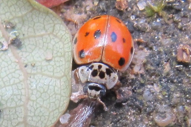 10-spot ladybird