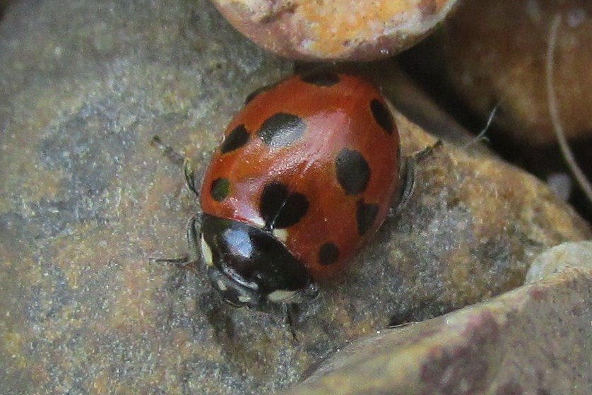 11-spot ladybird