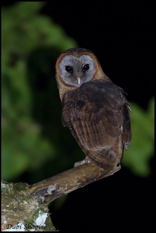 Ashy-faced Owl (Tyto glaucops)