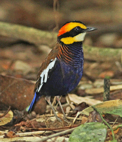 Male Banded Pitta