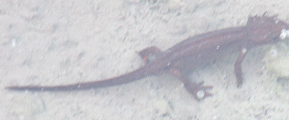 Japanese Red-bellied Newt