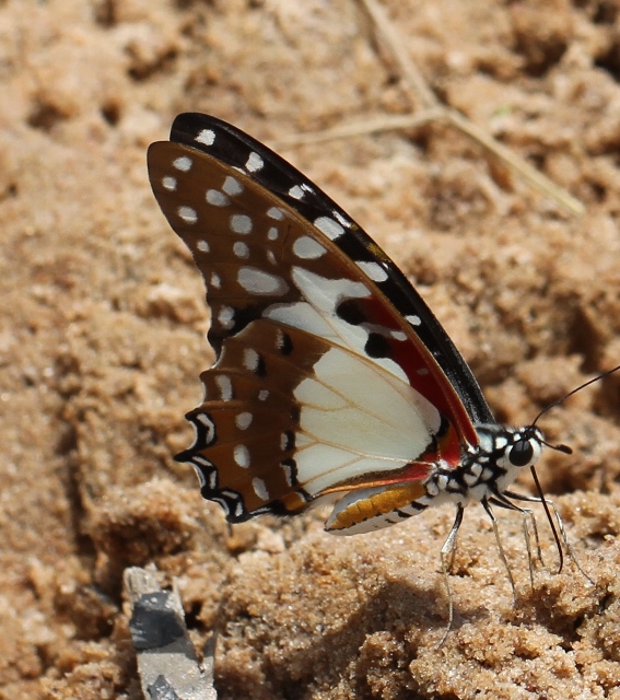 White Lady Swallowtail