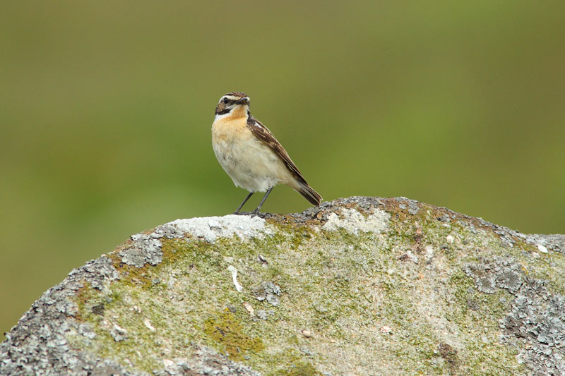 MALE WHINCHAT