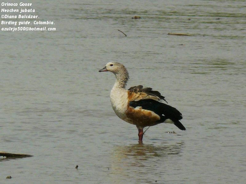 Orinoco Goose Â· Neochen jubata