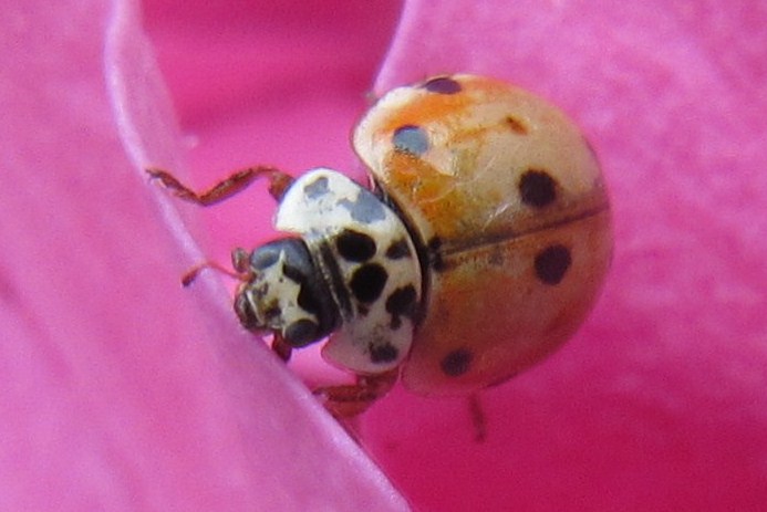 10-spot ladybird