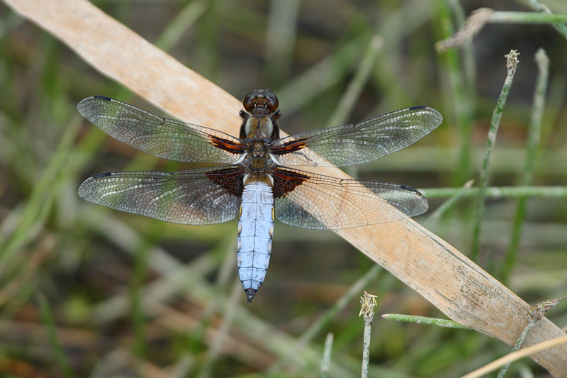 MALE BROAD-BODIED CHASER