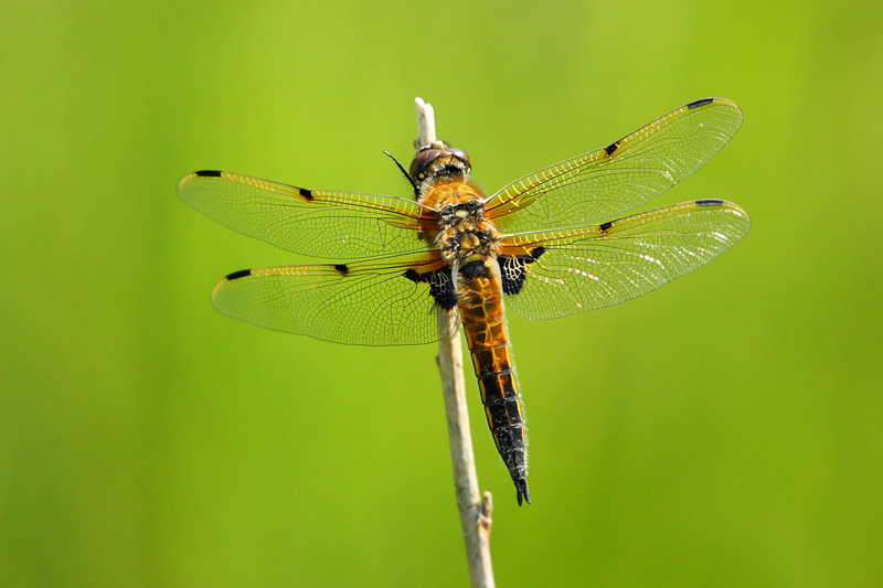 FOUR-SPOTTED CHASER