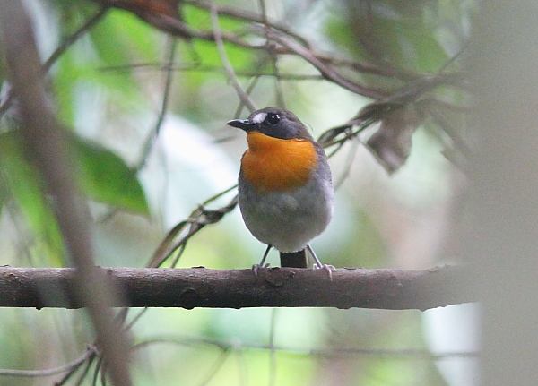 Western Forest Robin