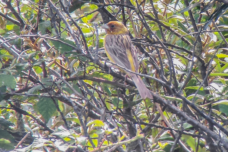 Red-headed Bunting 