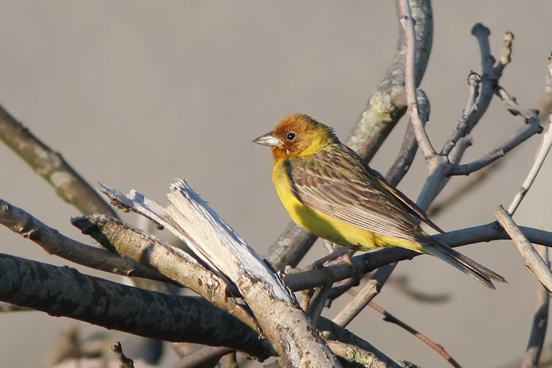 Red-headed Bunting