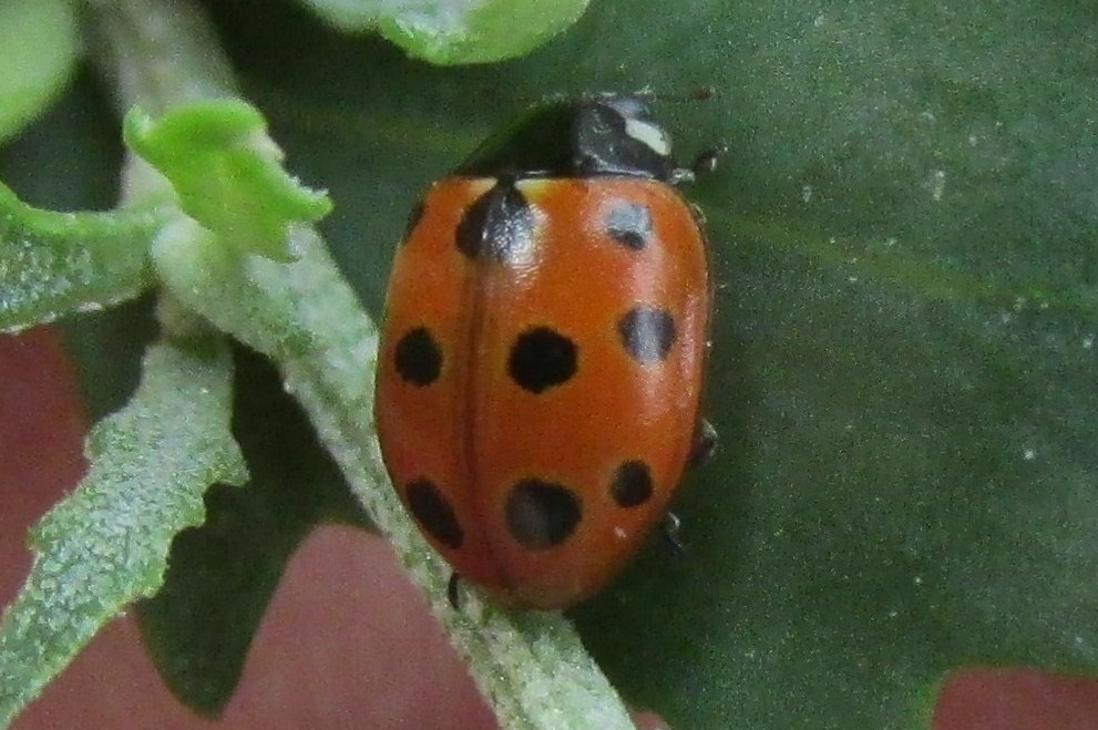 11-spot ladybird