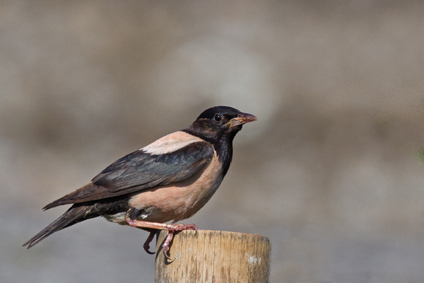 Rosy-coloured Starling