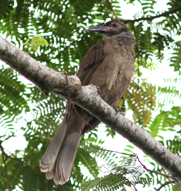 Dusky Friarbird