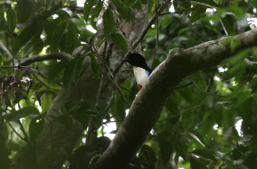 Ivory-breasted Pitta ssp. morotaiensis