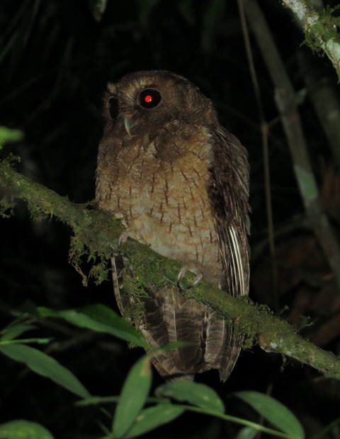 Colombian Screech Owl