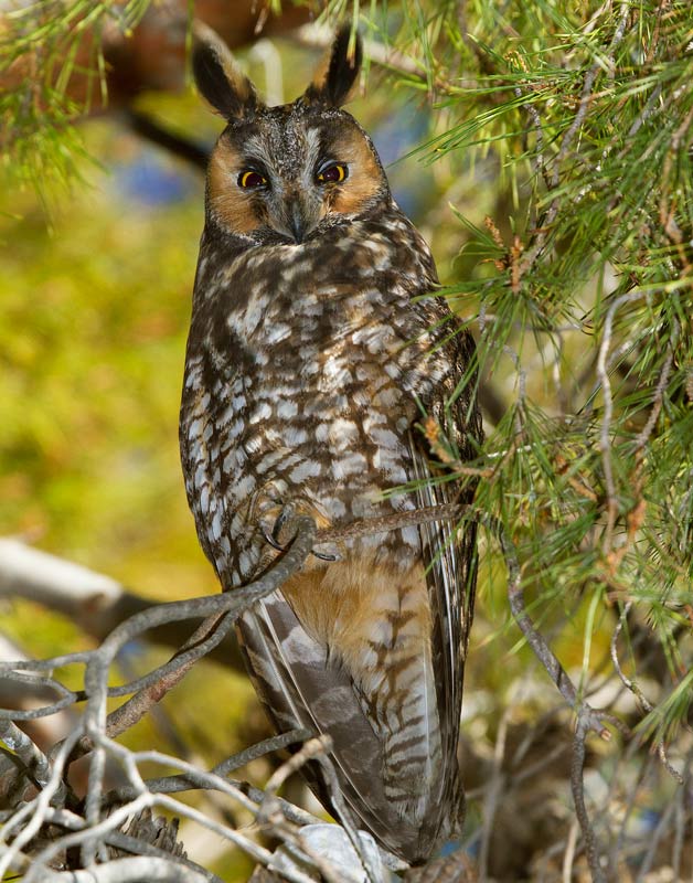 American Long-eared Owl